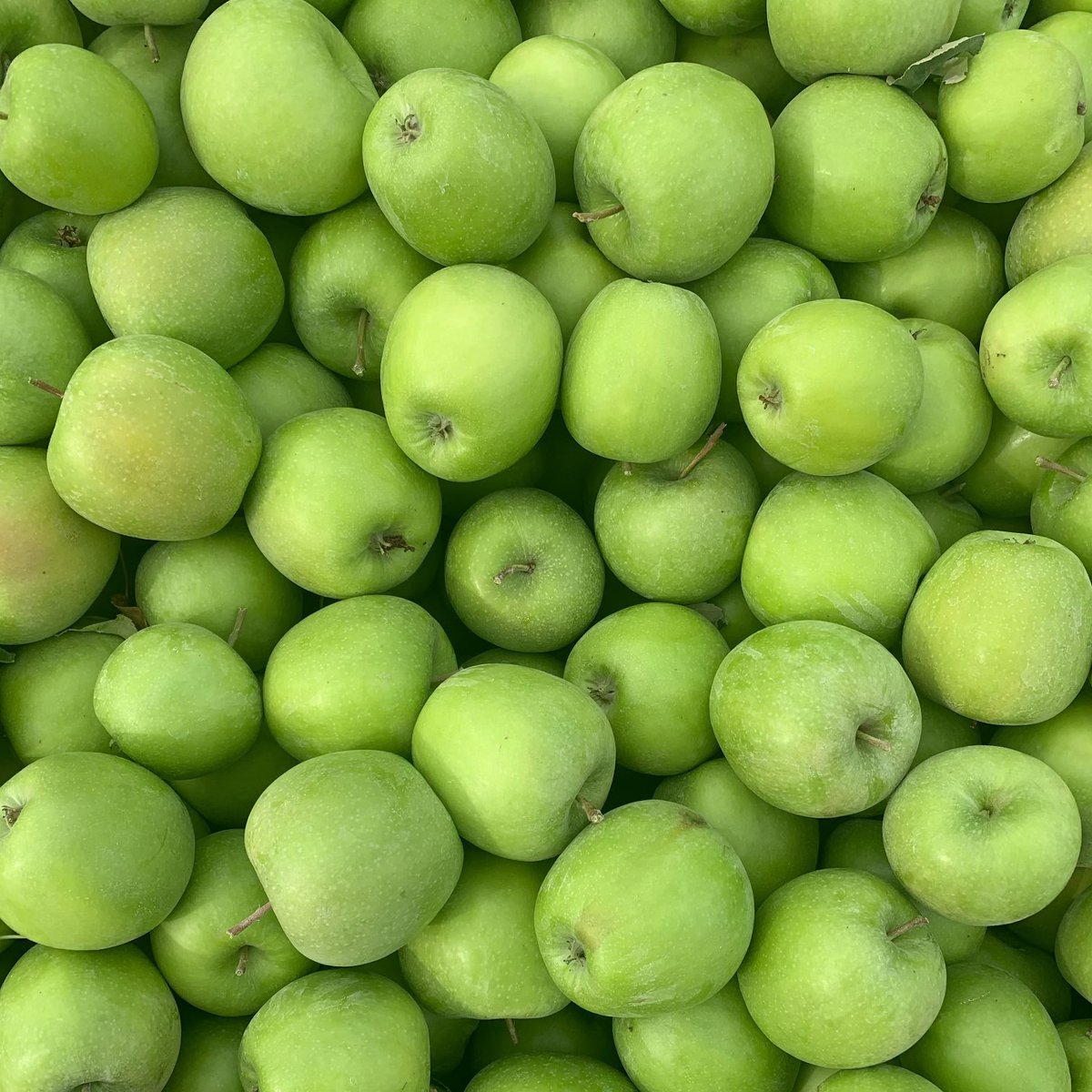 🍎 Enjoy a fresh apple today on #nationalappleday! Did you know over half the #apples grown in the US are grown in Washington state? #produce