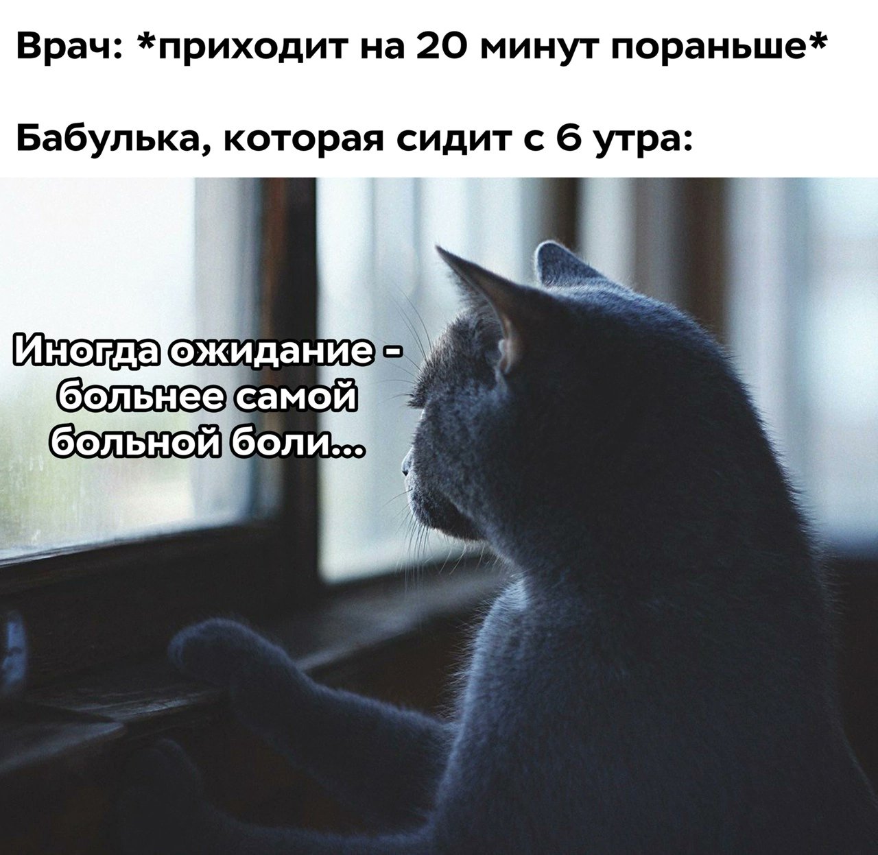 Кот ждет у окна