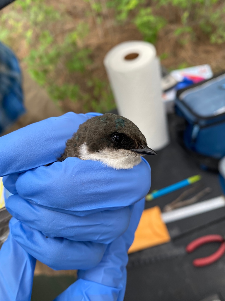 umbirdecology's tweet photo. This summer, #UMBEL exec director, Megan Fylling, went out to the Kootenai River Basin to help monitor #TreeSwallows! They have been investigating the effects of #SeleniumContamination resulting from coal-mining, within these birds.
#FieldworkFriday https://t.co/PQLET9krhD