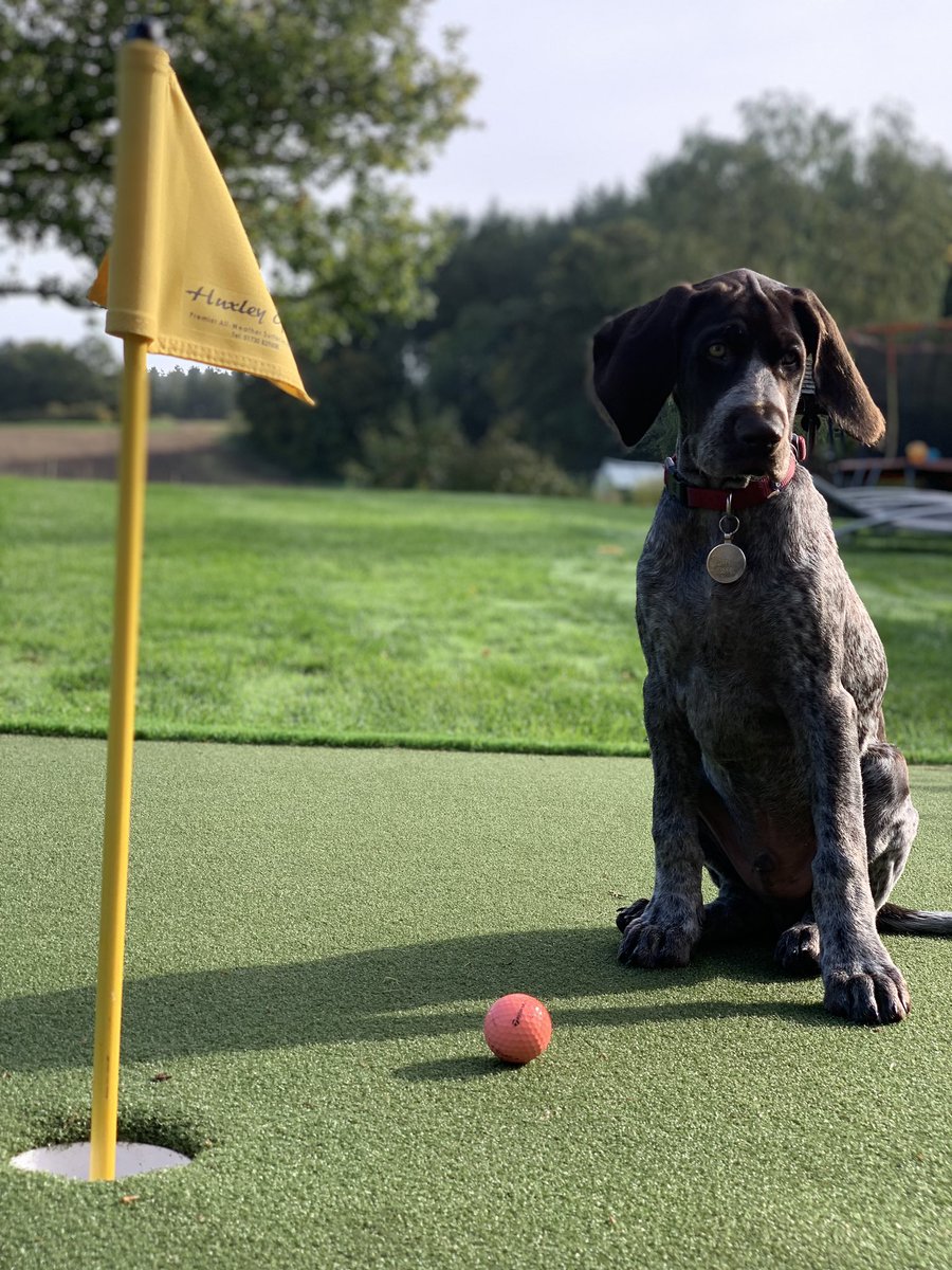 katgolf14's tweet photo. I get the feeling this one isn’t going to be the best ball retriever ever #notinterested #golfdogs #gardengolf #assistantintraining @HuxleyGolf @GolfMonthly @TaylorMadeTour https://t.co/pZahG31rjl
