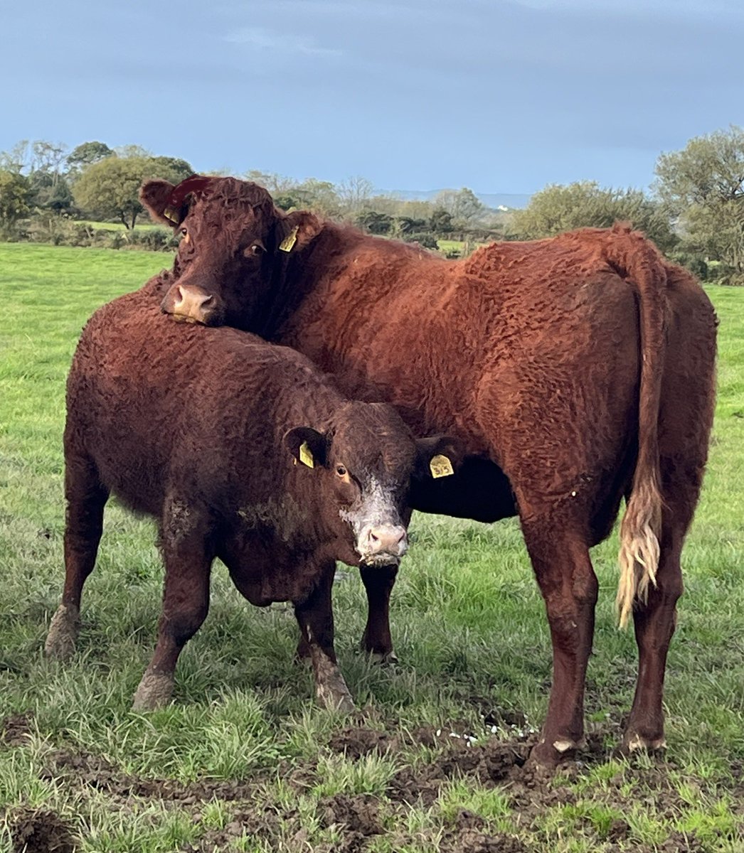 All you need is milk 🥛💪 #salers