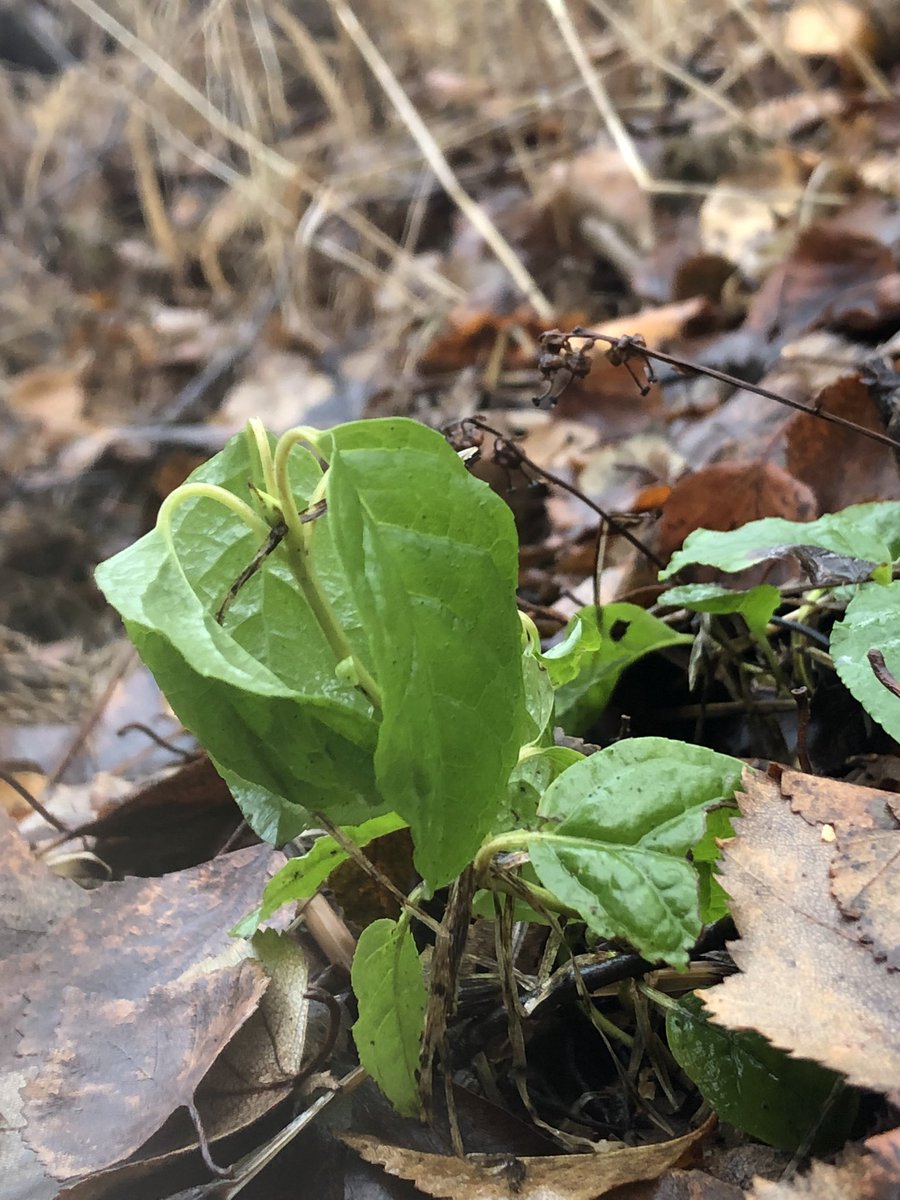 rdevelice's tweet photo. Orthilia secunda (one-sided wintergreen), Earthquake Park, Alaska. October 21, 2022. #winterflora https://t.co/TrVvgEpnuO