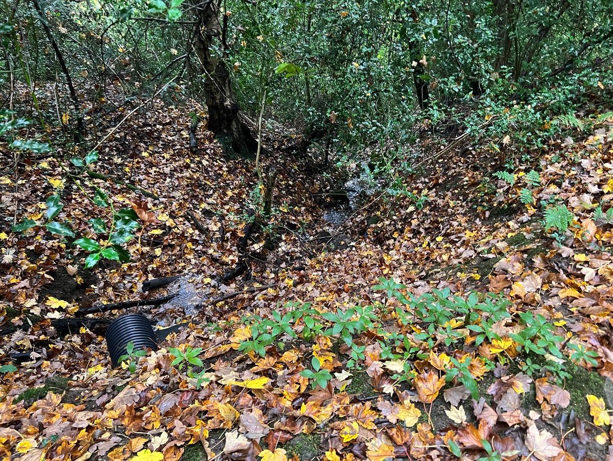 garethElm's tweet photo. NFM intervention survey today out in the wet woods. https://t.co/qWE3uDgCnZ
