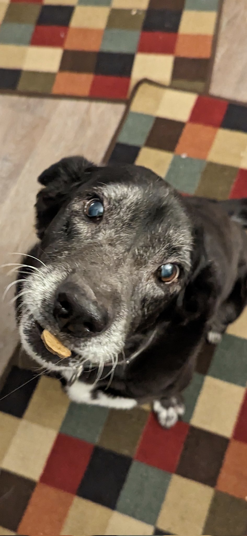 Renee Wooten 🐾 🏳️‍⚧️ on Twitter "Unfortunately, today is the day. Sadie had a small seizure