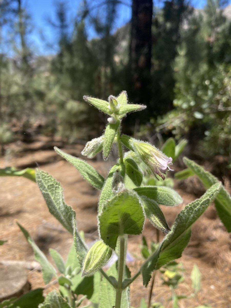 RPComito's tweet photo. I’m presenting Pitcher Sages in Peril in the rare plant session at 11:20 am tomorrow at #cnps2022 https://t.co/2eVfBcNQBe