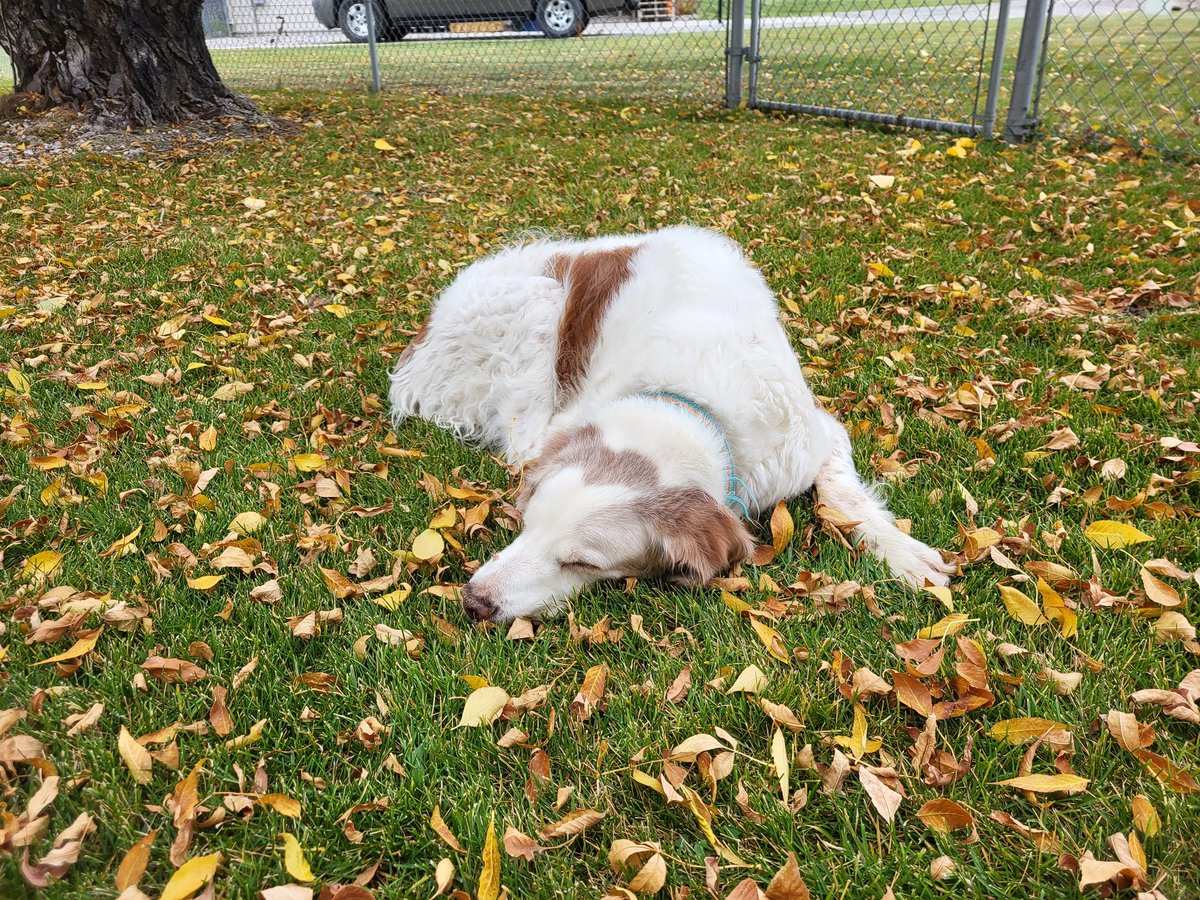 Steve Link tweet media