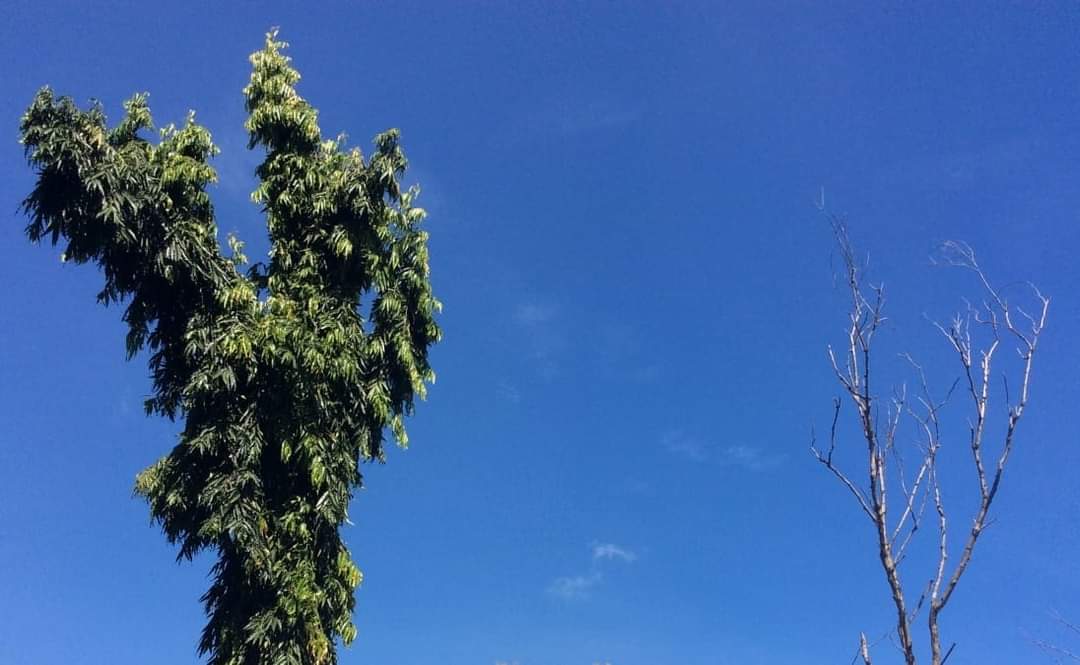 Madhumathi_Inks's tweet photo. I shuttle between spring, and barrenness...
Then realise, barrenness is nothing but hibernating spring.
Cocoon moments... 
In unruffled pace, I bloom...
I feel the vastness within, and become the Sky... 💙

#Spring #Hope #naturelovers #Sky #BlueSky #AllThingsBlue https://t.co/XUm12XcmxC