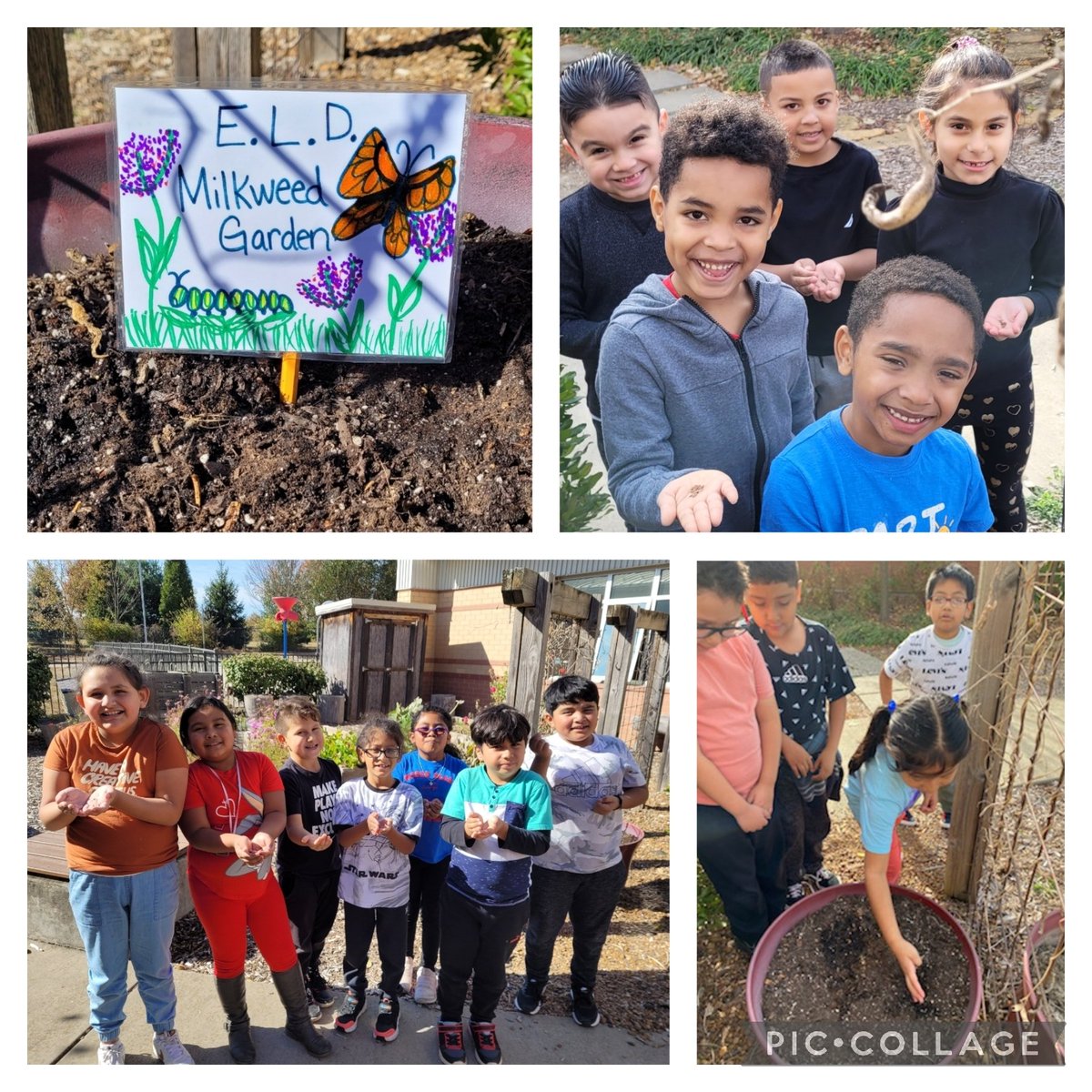After last year's butterfly PBL, we wrote letters to #AmigosForMonarchs and requested milkweed seeds. Today we planted them for our next round of butterflies! @JulianaUrtubey3 we hear you do a butterfly PBL and garden too!