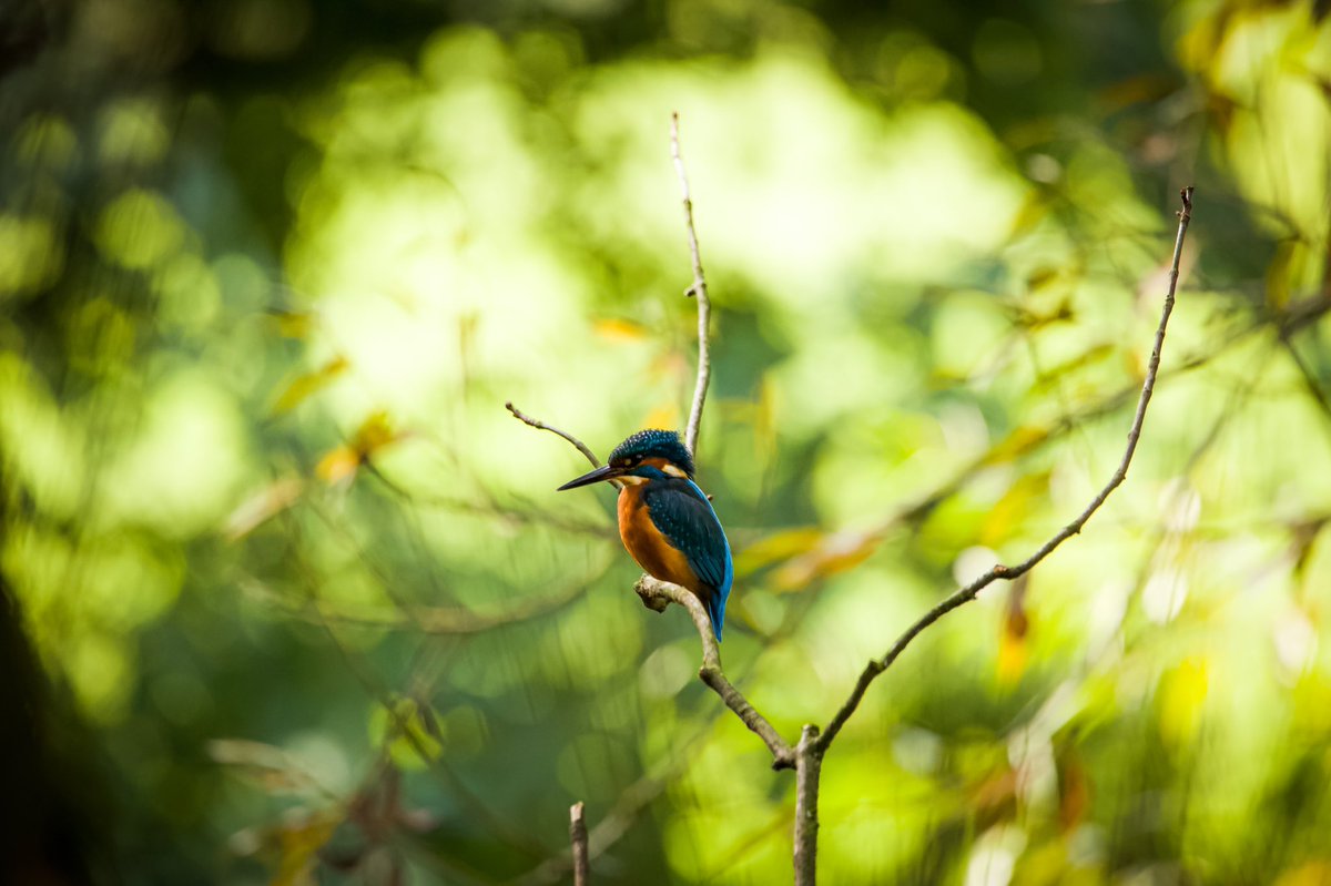 #wildlifephotographer #kingfisher