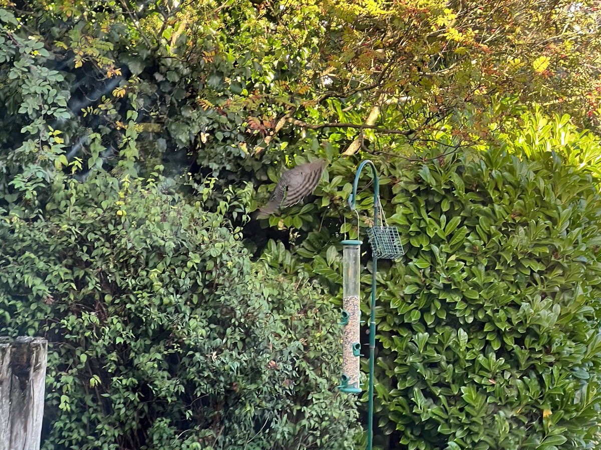 Exiting the garden after checking out the ‘feeding arrangements’.