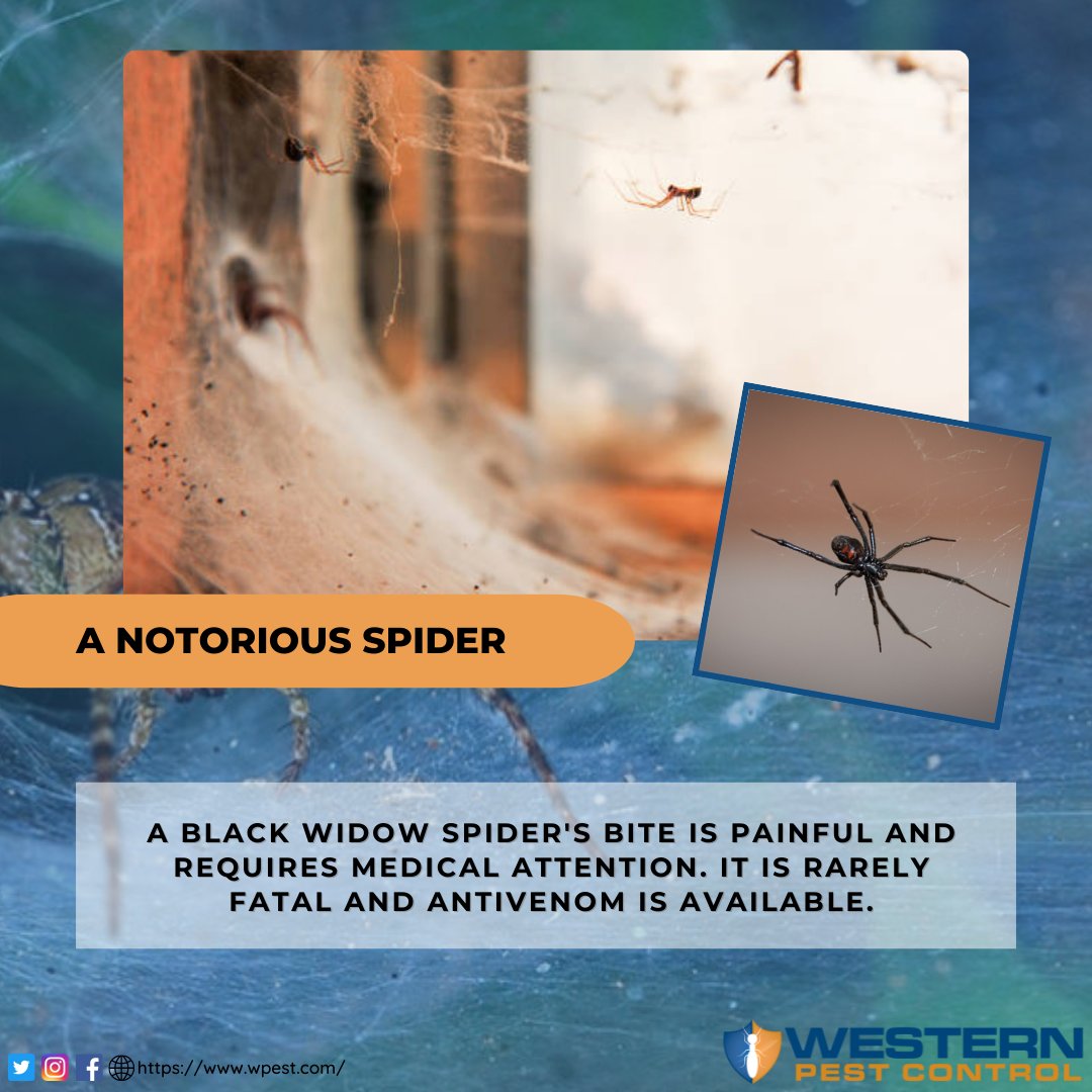 Although spiders are venomous to their prey, they are not usually dangerous to humans. Black widow spider bites are uncommon but can be painful. Seeing spider webs at your home? Good thing Western Pest Control is ready to take care of them! Call us (435) 673-8300