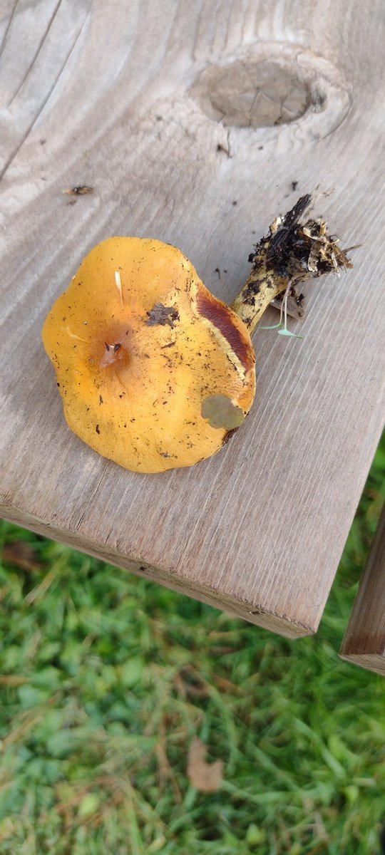 Elenstd1's tweet photo. Est-ce un champignon chanterelle ? https://t.co/KobOMflZ44