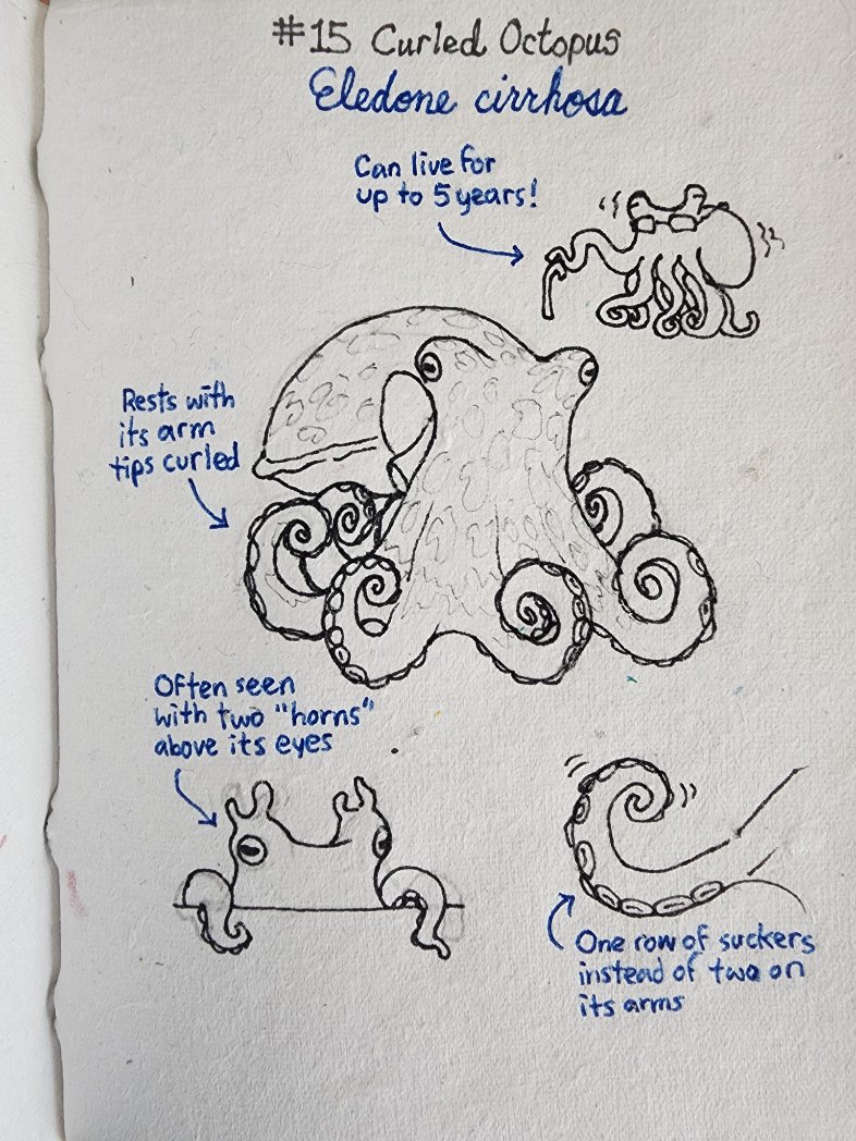 KetrinaYim's tweet image. Octo-ber 15: The Curled Octopus is known by several other names: Horned Octopus, Lesser Octopus, and Northern Octopus. It's often caught as by-catch when fishing in Europe.

#october #octopus #curled #cephalopod #education #art