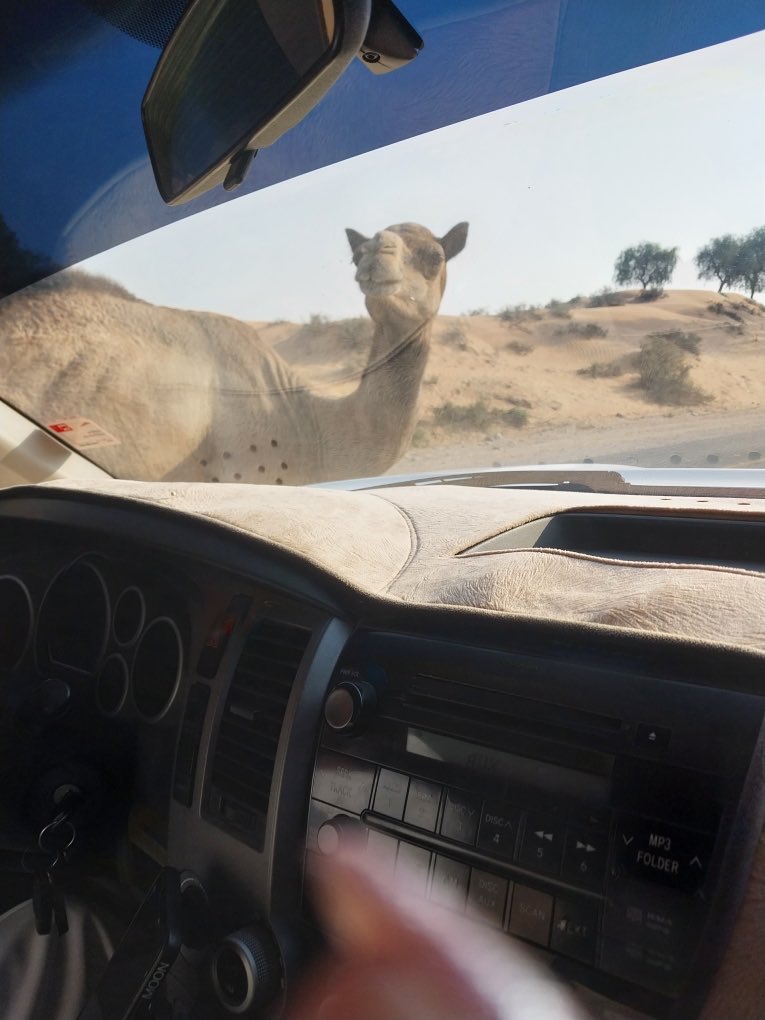 KeishaMcCray77's tweet photo. Mr. Camel was too close for me https://t.co/cha307DvsY