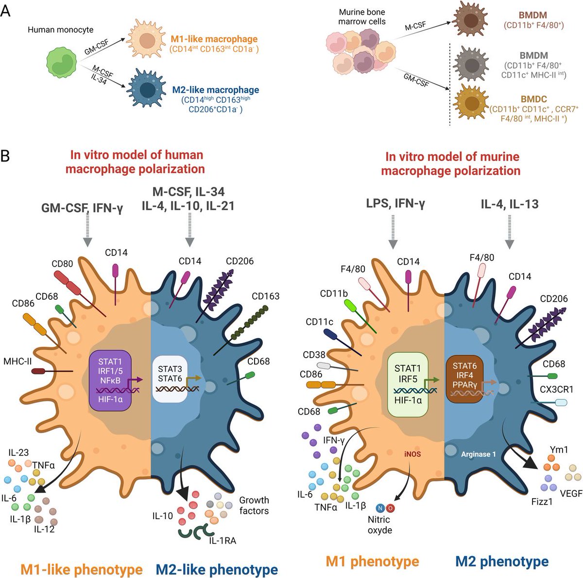 New #JITC review: Antitumor strategies targeting macrophages: the importance of considering the differences in differentiation/polarization processes between human and mouse macrophages bit.ly/3VLTfmz @lea_paolini