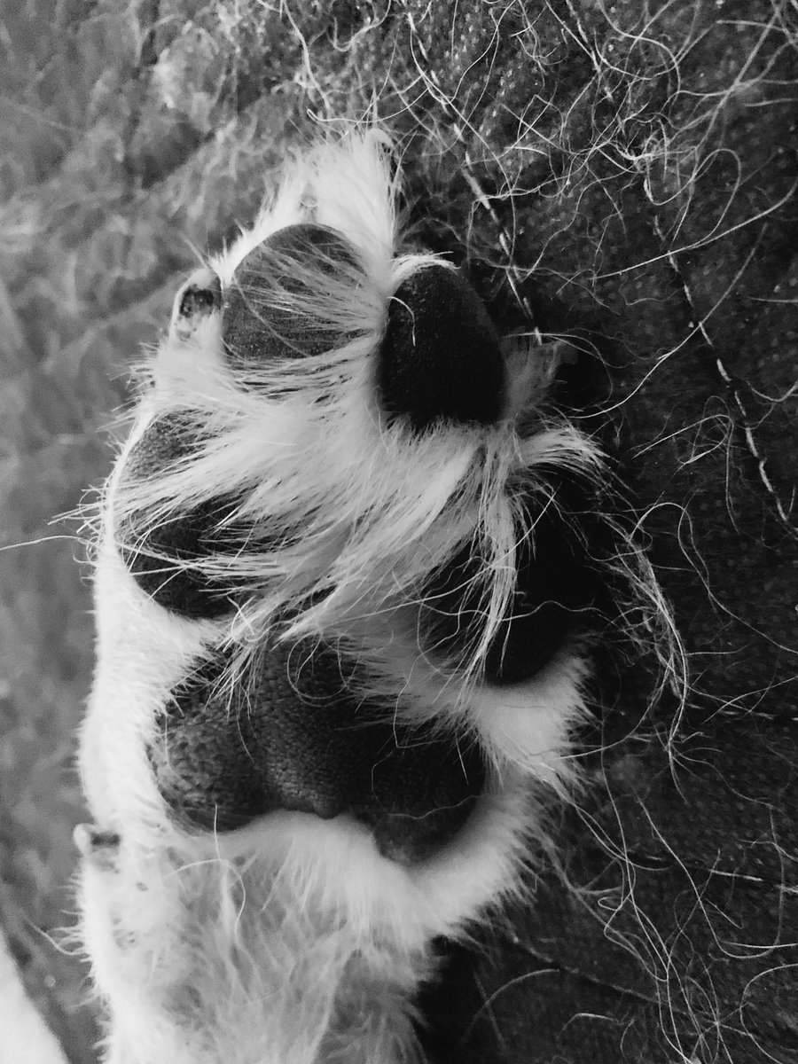 Strongphyfe's tweet photo. Even when it’s the best decision- Some are just harder than others. 🥺 #rainbowbridge #bestboiever #himynameisdugandiloveyou https://t.co/WcfzeTCYDu
