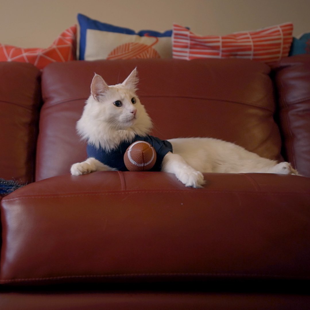 It’s the weekend! Do you and your cat have any plans? 😺

U.S followers ‼️ Check out Catwalk 2: The Comeback Cats anytime on your favourite VOD platform ‼️