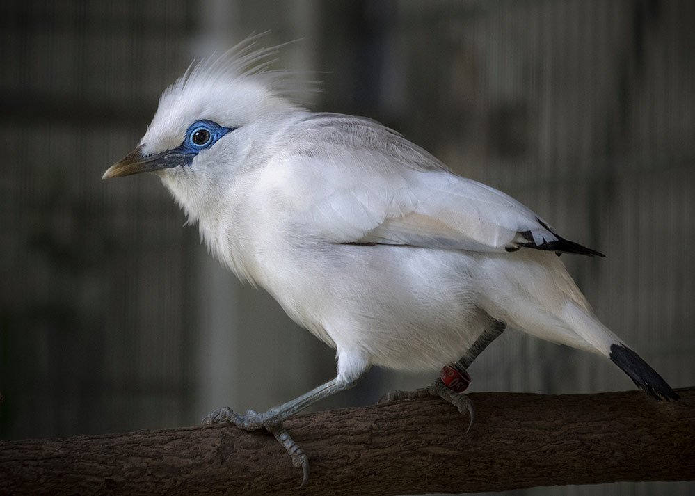 kat_ex_machina's tweet image. My friends at the @LAZoo have a podcast! If you're curious about how zoo conservation works, the 1st ep shares an illustrative case study on the highly-trafficked Bali mynah, one of my fave birds to learn about in my zoo days: podcasts.apple.com/us/podcast/bio…
cc: @bsroyce @TheCarlMyers