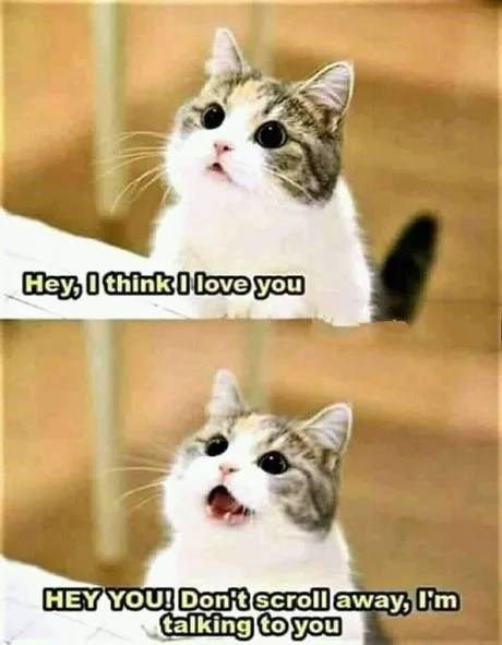 WholesomeMeme's tweet image. 