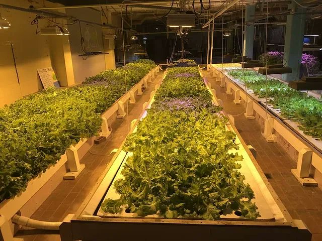 FarmTheFuture's tweet photo. The Foodchain Aquaponics in Lexington tour was awesome! It's always great to see fellow Aquaponicers! @foodchainlex great setup!

#aquaponics #hydroponics #sustainability #food #agriculture #urbanfarm #indoorag #farmingthefuture https://t.co/TX8jp0RMNH