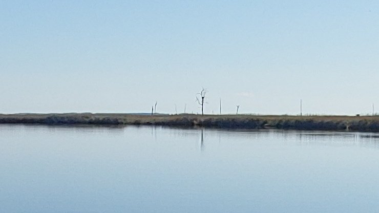 I'm old enough to remember when Piney Island had (living) pines on it. My 12 yr old son is too. Blackwater River, MD.  #sealevelrise