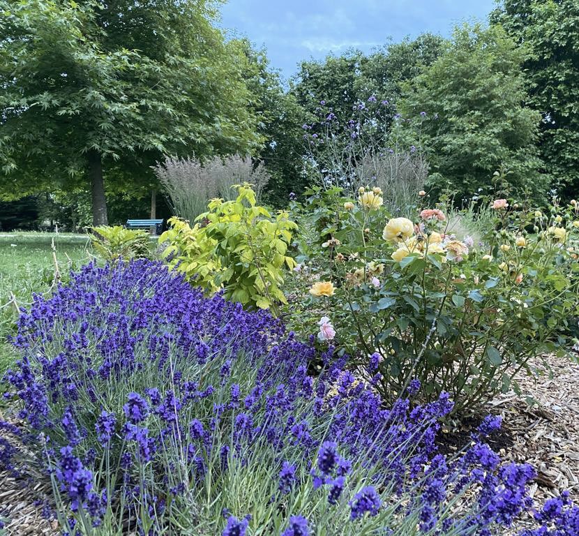 Heybournepark's tweet photo. #GrahamePark #Communitygardening πͺ΄ππ³ One of our friends made this beautiful lavender candle with lavender harvested from the #communityplot at #HeybournePark #NW9 #Barnet https://t.co/cHydImZjV3