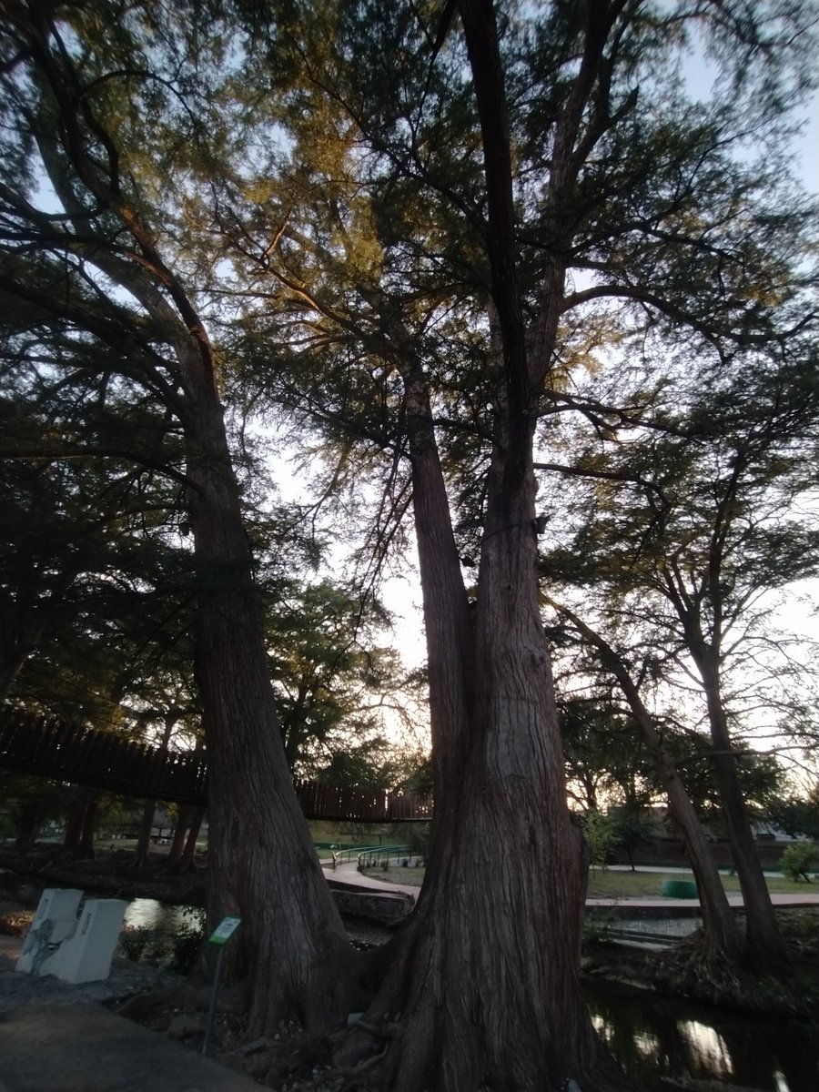 aztecacomunidad's tweet photo. En el #ParqueTolteca existen unas placas informativas en algunos "Ahuehuetes ó también conocidos como Sabinos" que ofrecen los datos como su altura y su edad, algunos de ellos tienen más de 400 años. https://t.co/AsAD1Rgf0O