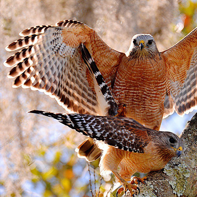 suziharrphoto's tweet photo. Pair of Red-shouldered Hawks
I took this photo a few years ago during mating season at CBBR. It's a wonderful reserve to walk through at any time of year really.
#centralFlorida #birdsofprey #BirdTwitter #ThePhotoHour #wildlifephotography #TwitterCommunity #CBBR https://t.co/dytcRjwgz6