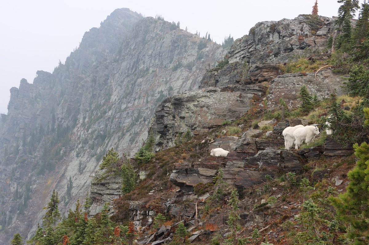 BradfordBenoit's tweet photo. Hiked Scotchman Peak yesterday. Got to see mountain goats at the top. Pretty awesome. https://t.co/G7n3BHwqeH