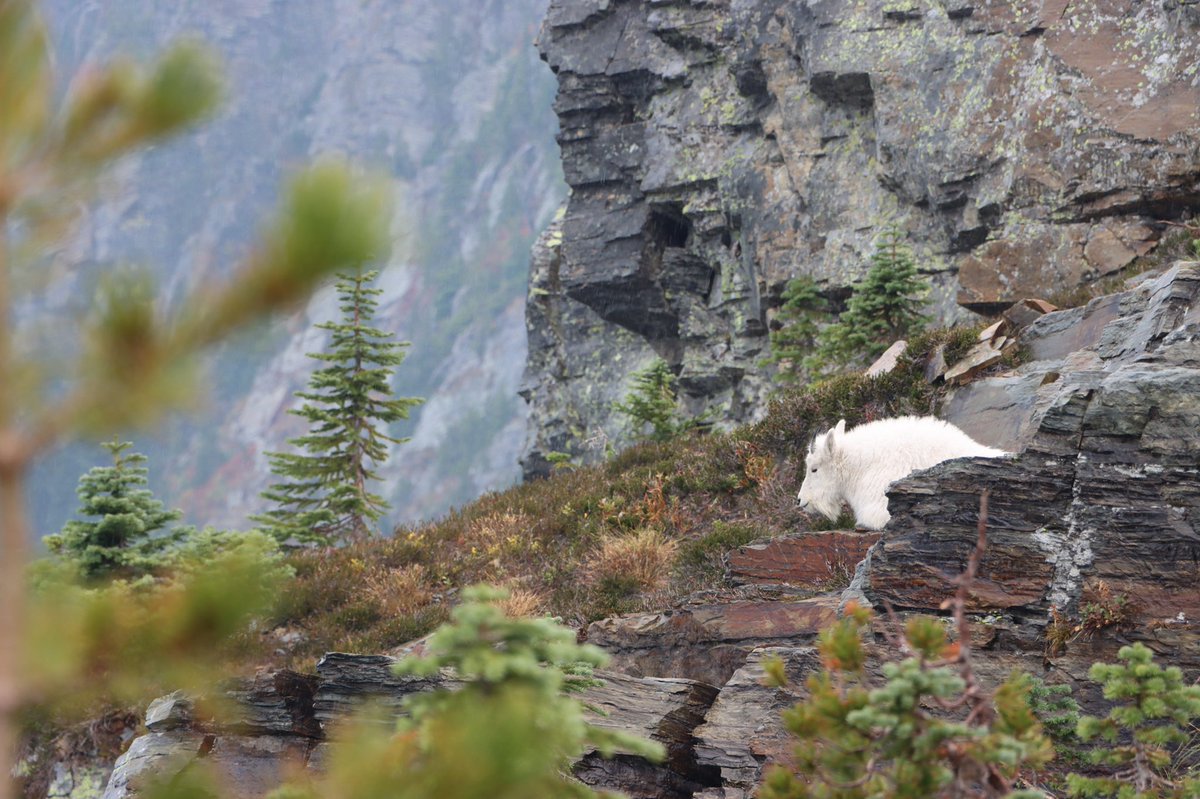 BradfordBenoit's tweet photo. Hiked Scotchman Peak yesterday. Got to see mountain goats at the top. Pretty awesome. https://t.co/G7n3BHwqeH