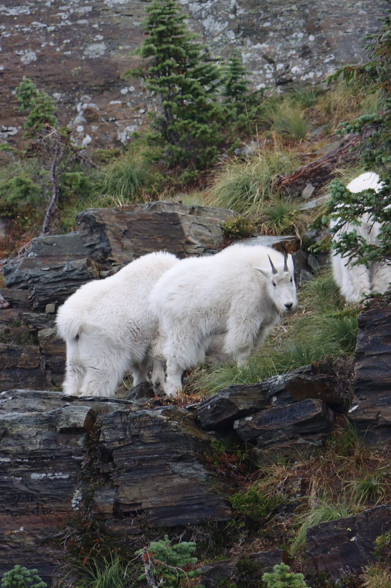 BradfordBenoit's tweet photo. Hiked Scotchman Peak yesterday. Got to see mountain goats at the top. Pretty awesome. https://t.co/G7n3BHwqeH