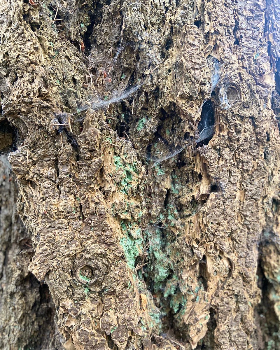 Mrs. Carrusca tweet media