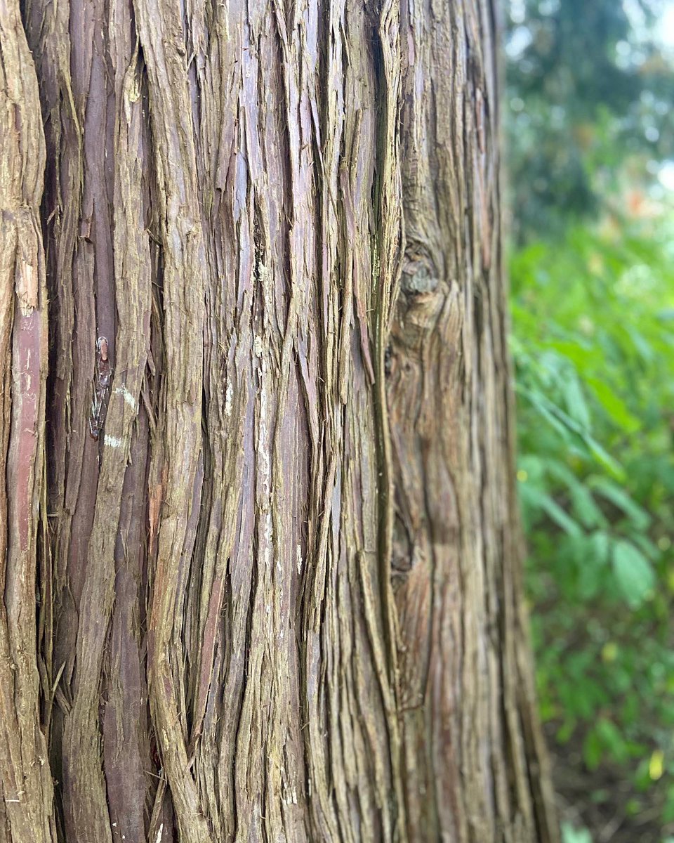 Mrs. Carrusca tweet media