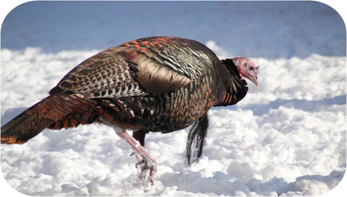 In 1989, 7" (!) of snow fell on Thanksgiving Eve, but that didn't stop the #TurkeyChase. 

2022 participants will be warmly welcomed a week early at the Party with a Purpose!

RSVP: ow.ly/RckG50LhEw8

Register for the (hybrid) race: turkeychase.com

#ForABetterUs