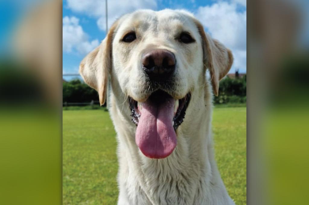 nypost's tweet photo. Semen-sniffing dog used by British cops to help bust sex offenders https://t.co/tt3dkTGntV https://t.co/H7i8gxGGP2