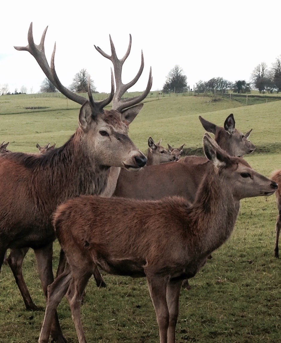 Samhain is coming and on the 5th November we are having a Killua Farm walk!
