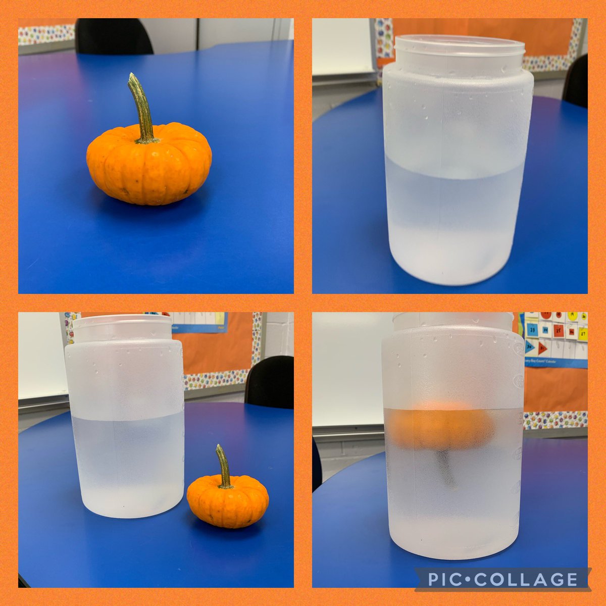 Friday fun! We predicted if our pumpkin would sink or float. We were excited to see not only that it floated, but that it flipped upside down! 🎃