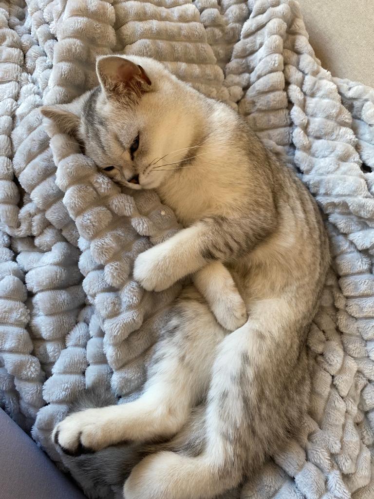 SchnierJan's tweet photo. @RespectfulMemes 🐈😻❤️😁🤘🏻 https://t.co/bzHmiVG9Cc