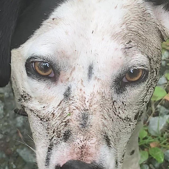 A change in the weather = a change in Cora’s coat colour 🙈😂 #muckypup #dalmatian #dogsoftwitter