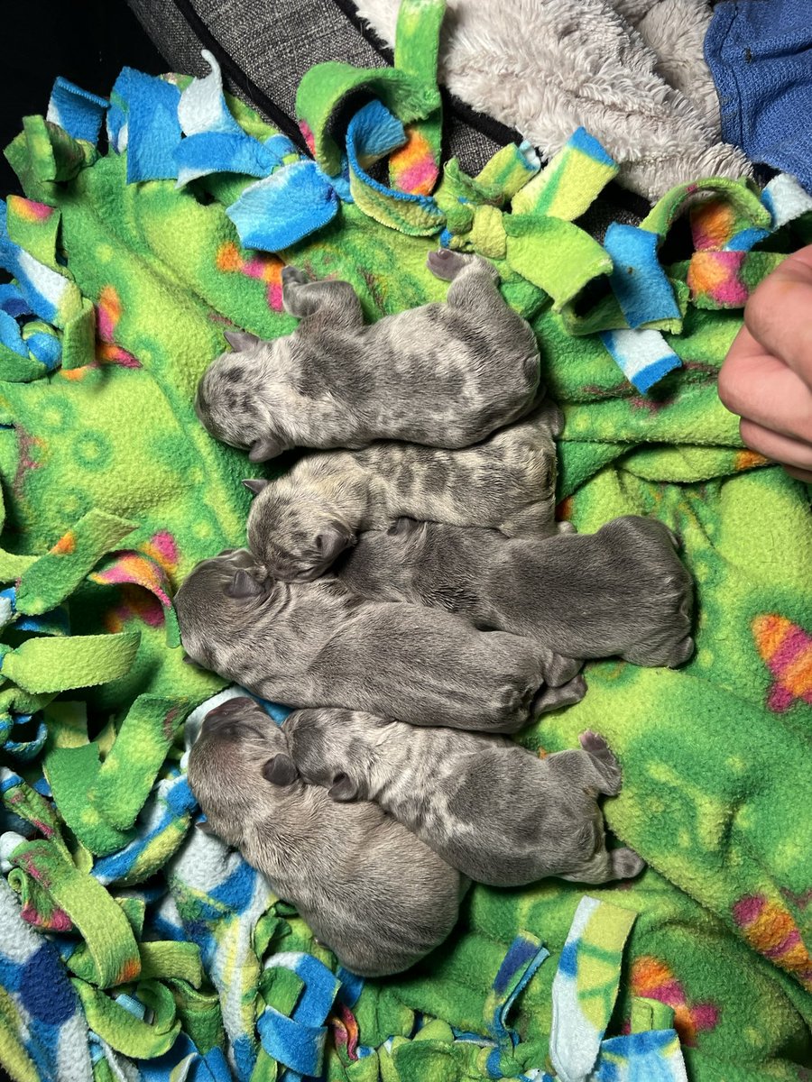 Joofrodeleon's tweet photo. Born 10/10/2022 
Available and Right before Christmas 👀 #AKC Certified  #Frenchie #frenchbulldog https://t.co/HwYAbyyd7Y