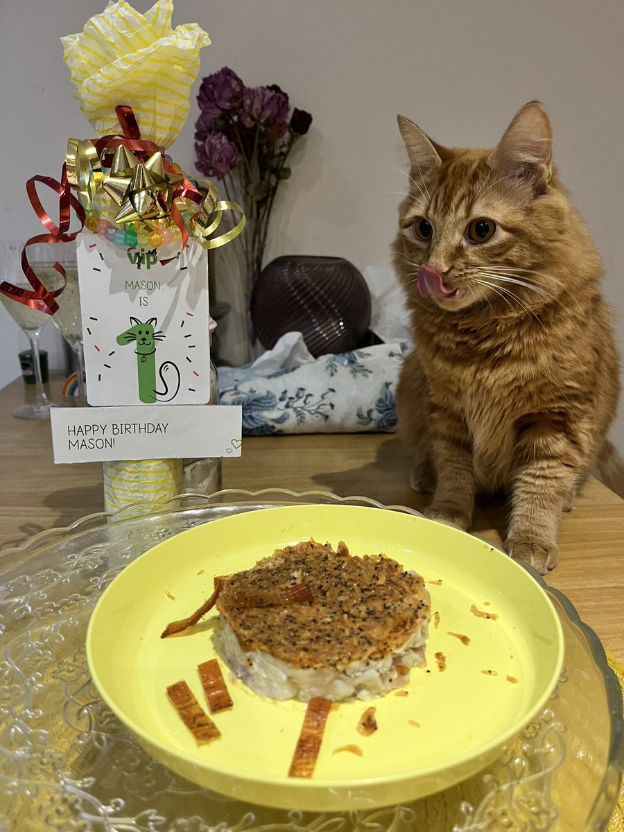 ohlalahkguk's tweet photo. #VIPfurbabies Thank you @PetsatHome for the VIP Mason is 1!
Happy Birthday 🥳 #myfirstbirthday #gingertabby #mixedbreedlonghair #adopted #furrybaby #CatsOfTwitter #catbirthdaycake #catmum #greatwhitefishcake #shrimp #chickensnacks https://t.co/IpF7sSWMol