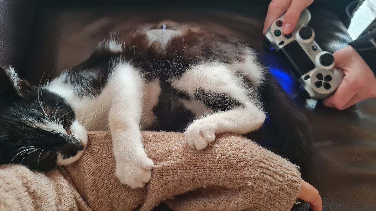 Nanatoru tweet media