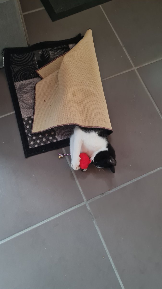 Nanatoru tweet media