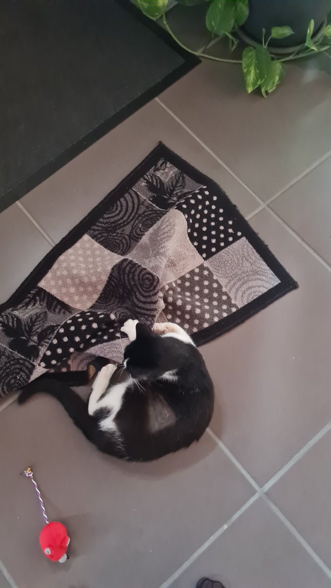 Nanatoru tweet media