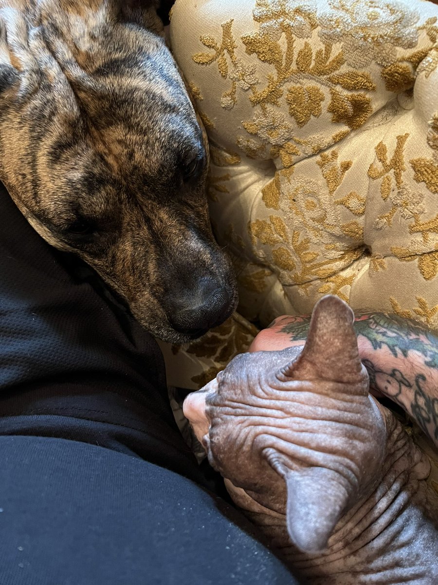 MsBehavior's tweet image. We’re doing a different type of holiday drive this year. Animal rescues are struggling so we’ll be collecting cat &amp;amp; dog food, toys, leashes, litter &amp;amp; pet accessories for Tails of Freedom Rescue. Both Dobby &amp;amp; Daphne came from there. Wish list in bio! #DobbysDrive #CommunityCheer