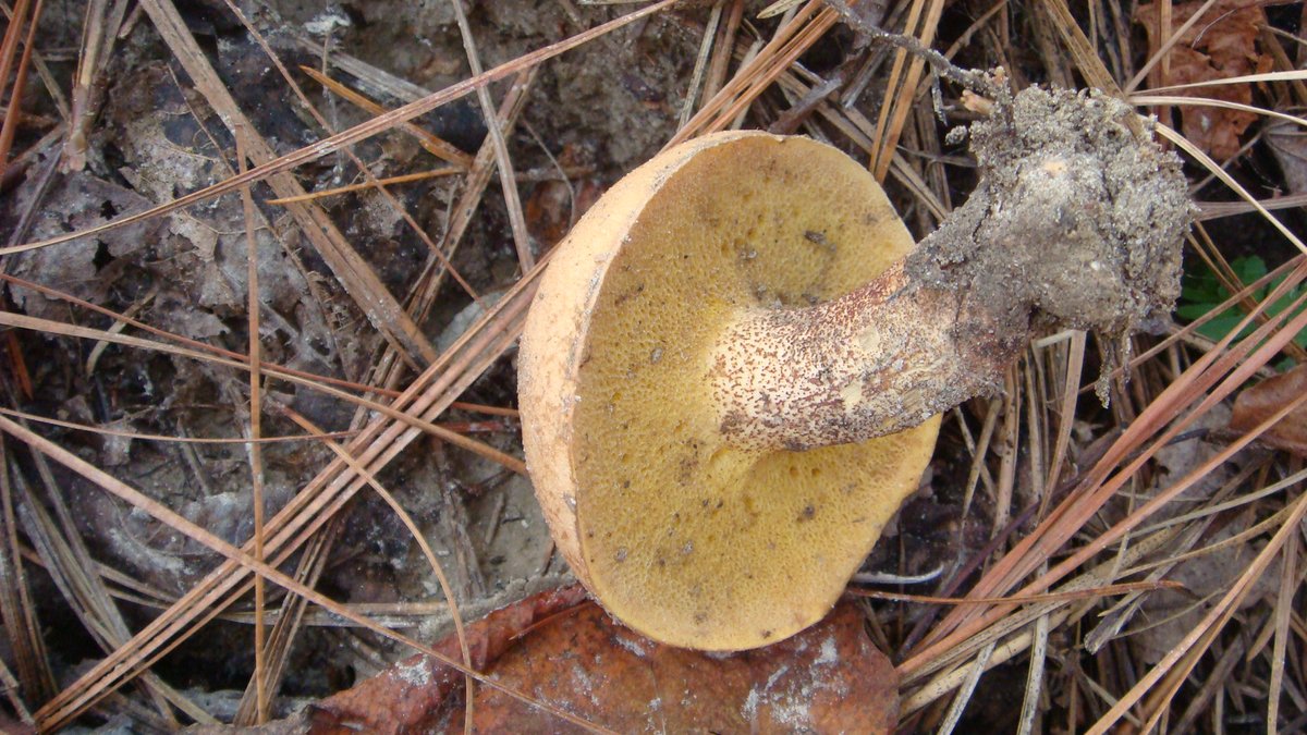 Freedom Park, Williamsburg, VA
Lenzites betulina, Tricholomopsis, Amanita, Suillus
🍄🍄🍄🍄
#FungiFriday