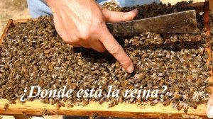 ¿ Donde está la reina ? latiendadelapicultor.com/blog/donde-est…