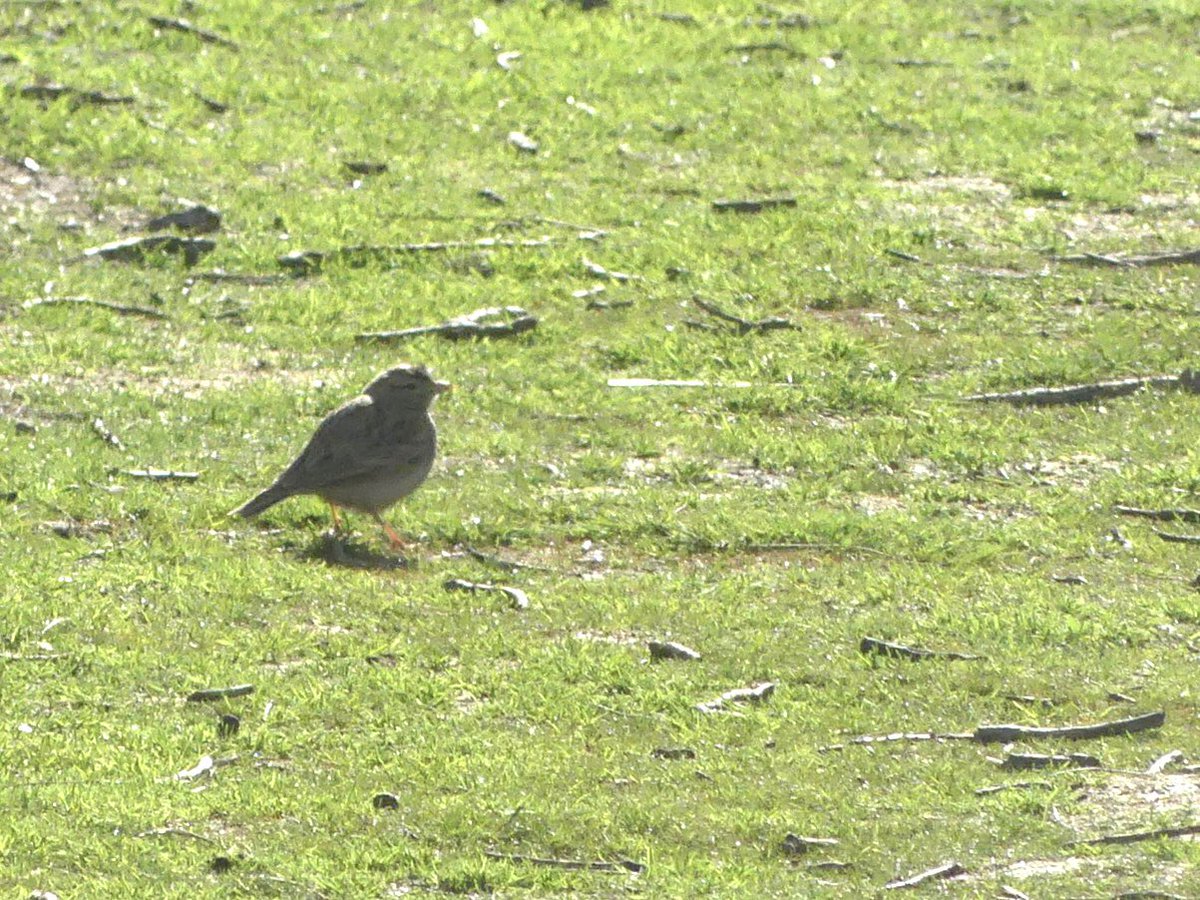 SteveOnHilbre's tweet image. I love this place so much 😍 it’s so fab to be back - saw the Osprey on StMary’s, found a couple of #Woodlark on #StAgnes then @HERDOFHERDHALL found the #PallidSwift and while we were watching that, the #ShorttoedLark reappeared on the path #scillybirds