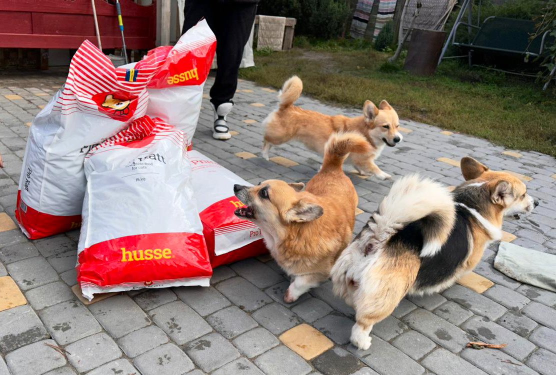 These corgis in the town of Yampil were super excited for the dog food delivery today! Yampil is outside of Lyman and was liberated just 3 weeks ago by Ukrainian forces. My friends Katya and Sergiy are making sure to reach areas like this with no power or cell service. 🐶🇺🇦