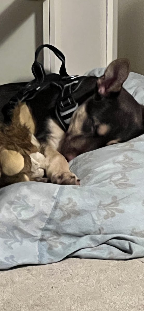 ChrisWakeeta's tweet photo. Our New Baby. She is a bundle of joy and a lot of work. She is safe here now. No more shelters. https://t.co/AkHjwB5fCb